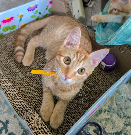 picture of the cat needing adoption