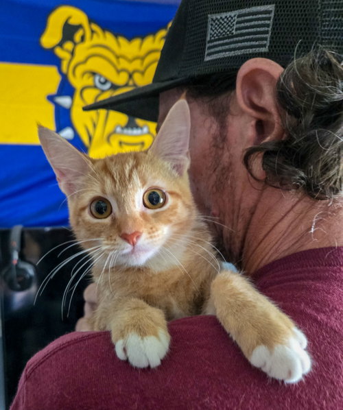 picture of the cat needing adoption