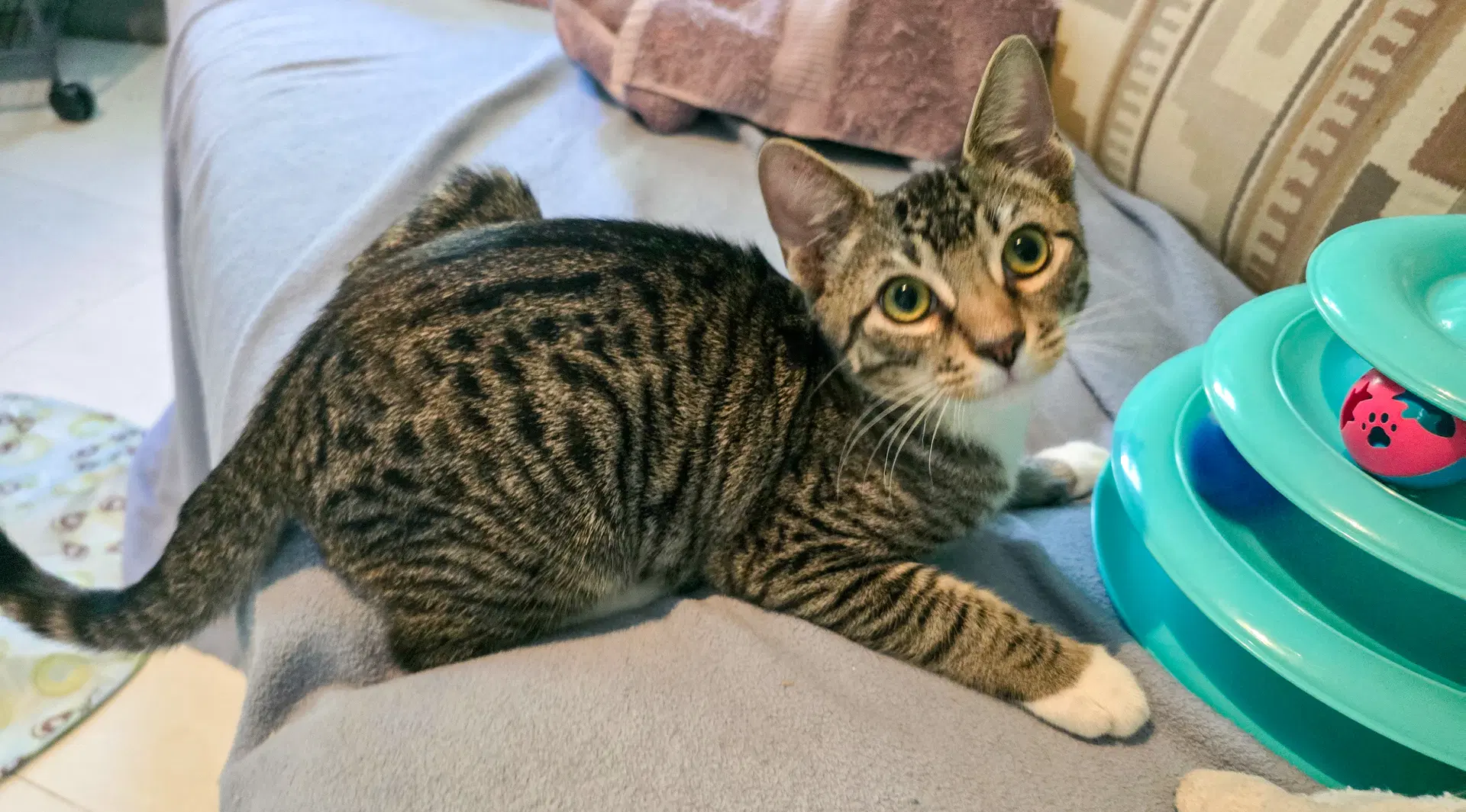 Finn image 2