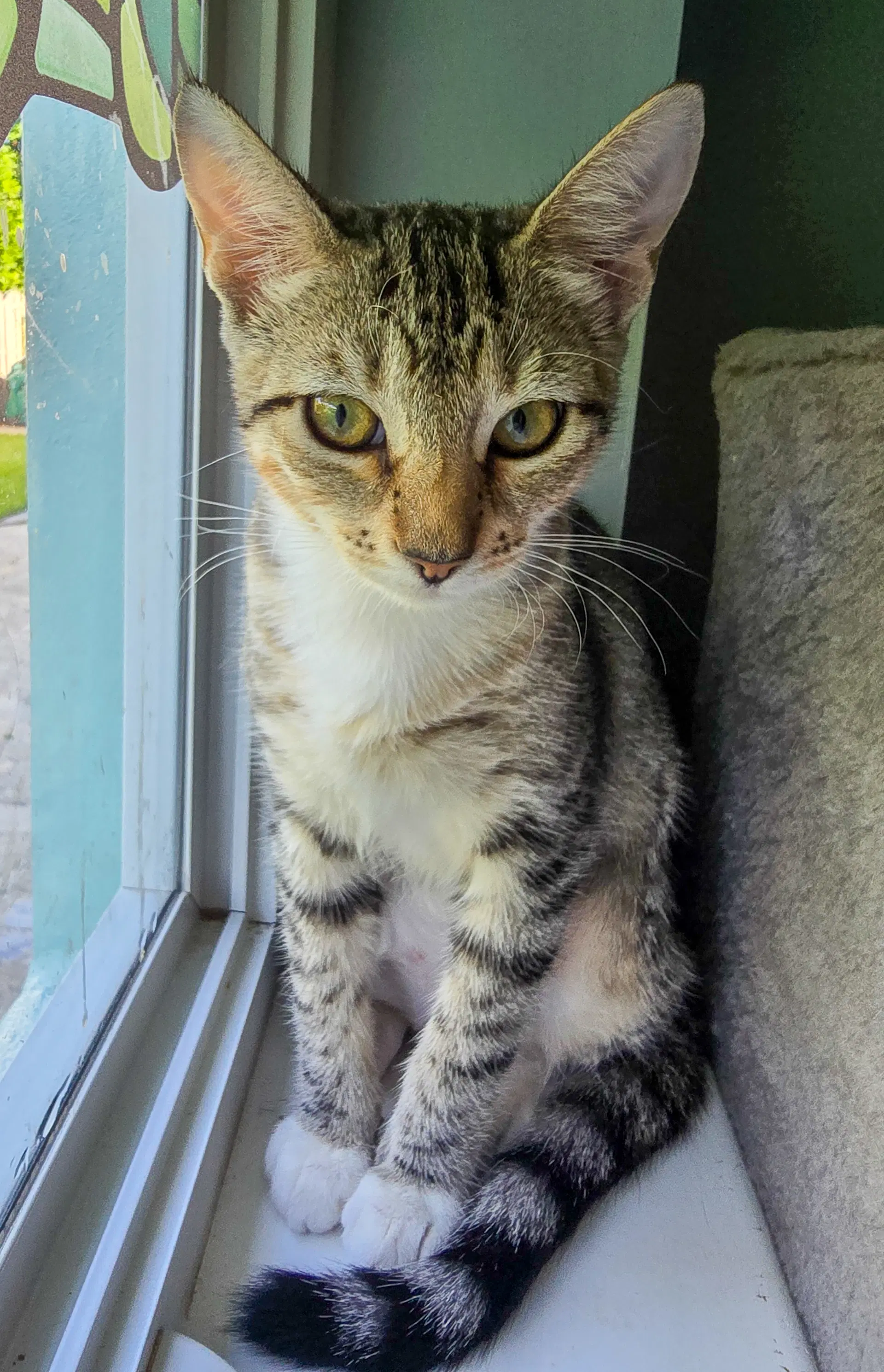 Pip image 2