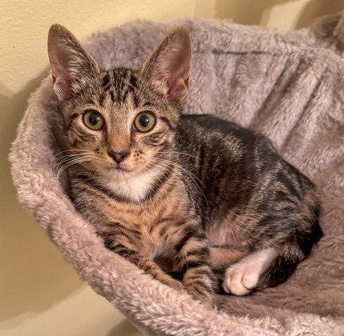 picture of the cat needing adoption