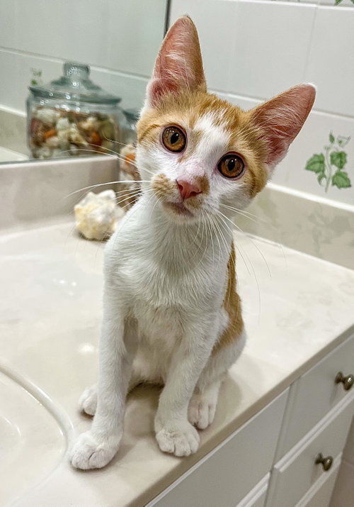 picture of the cat needing adoption