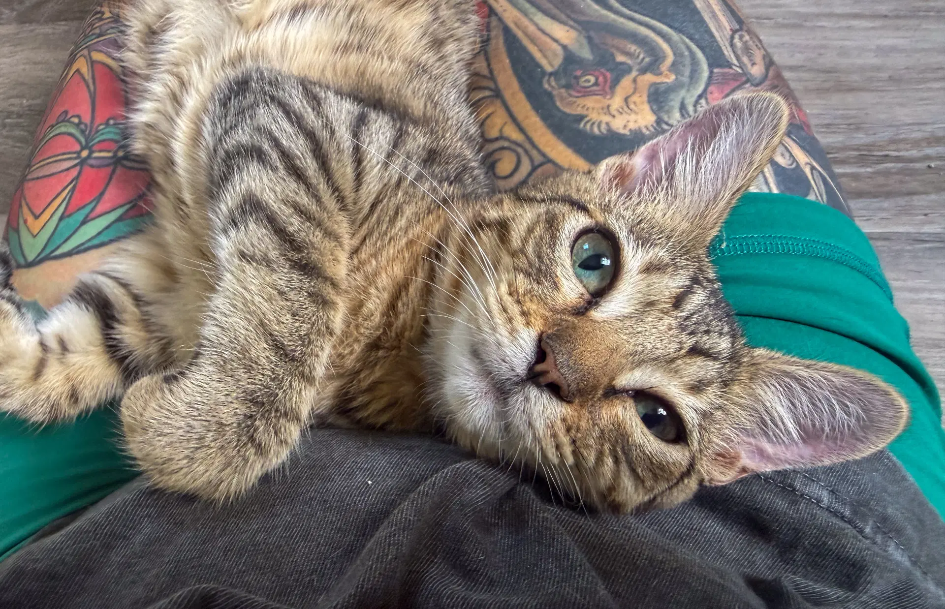 Memphis - Domestic Short Hair