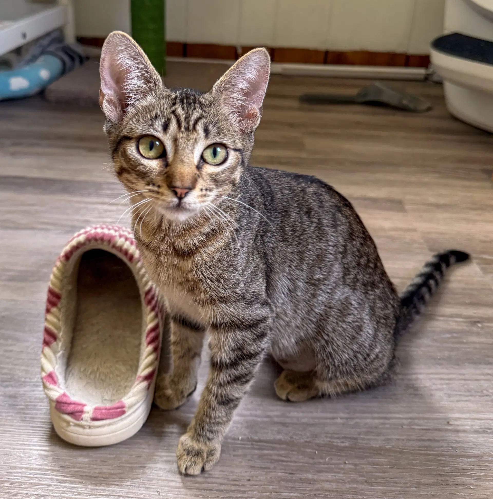 Brooklyn - Domestic Short Hair