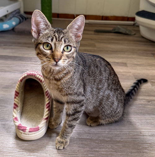 picture of the cat needing adoption