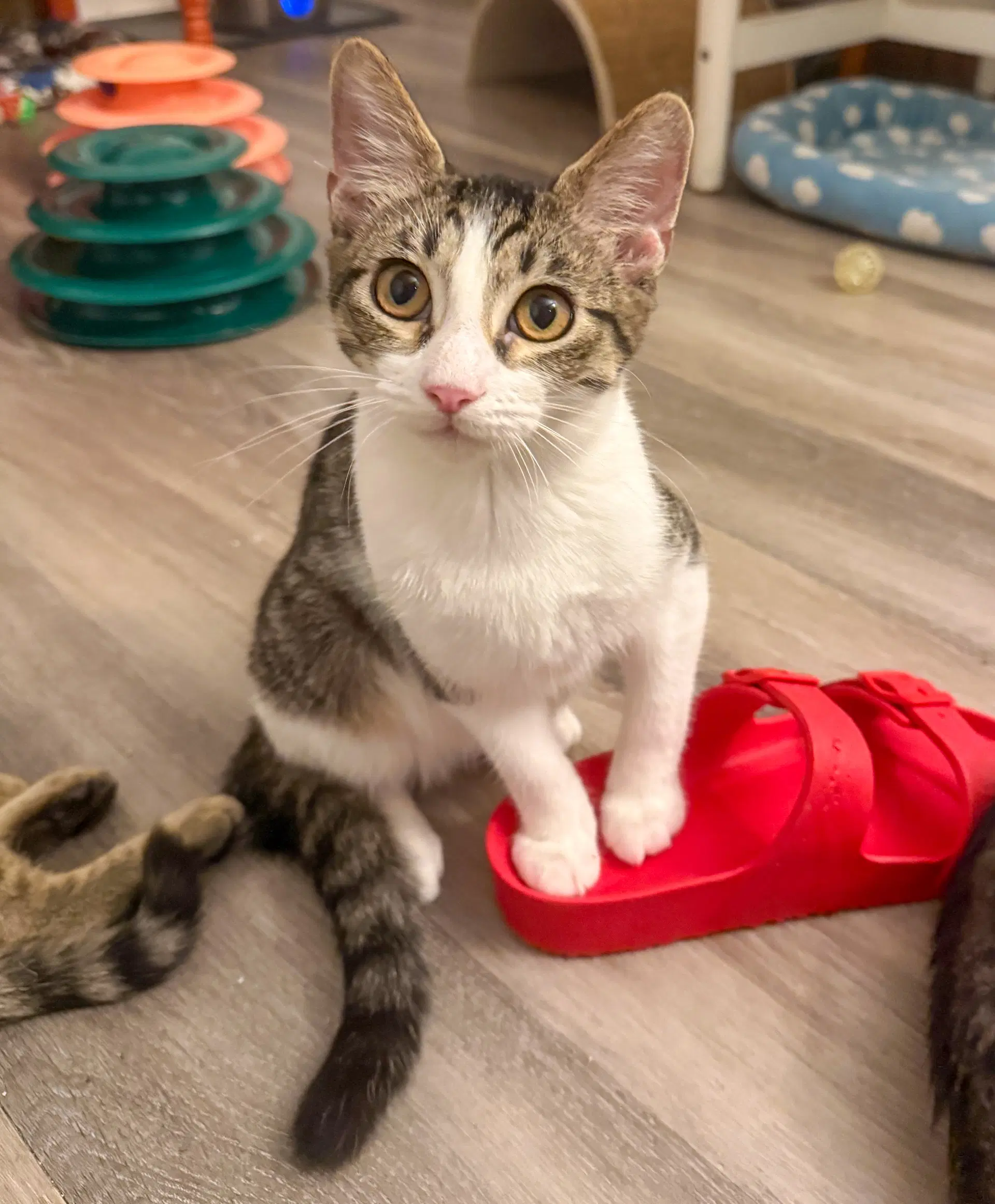Denver - Domestic Short Hair