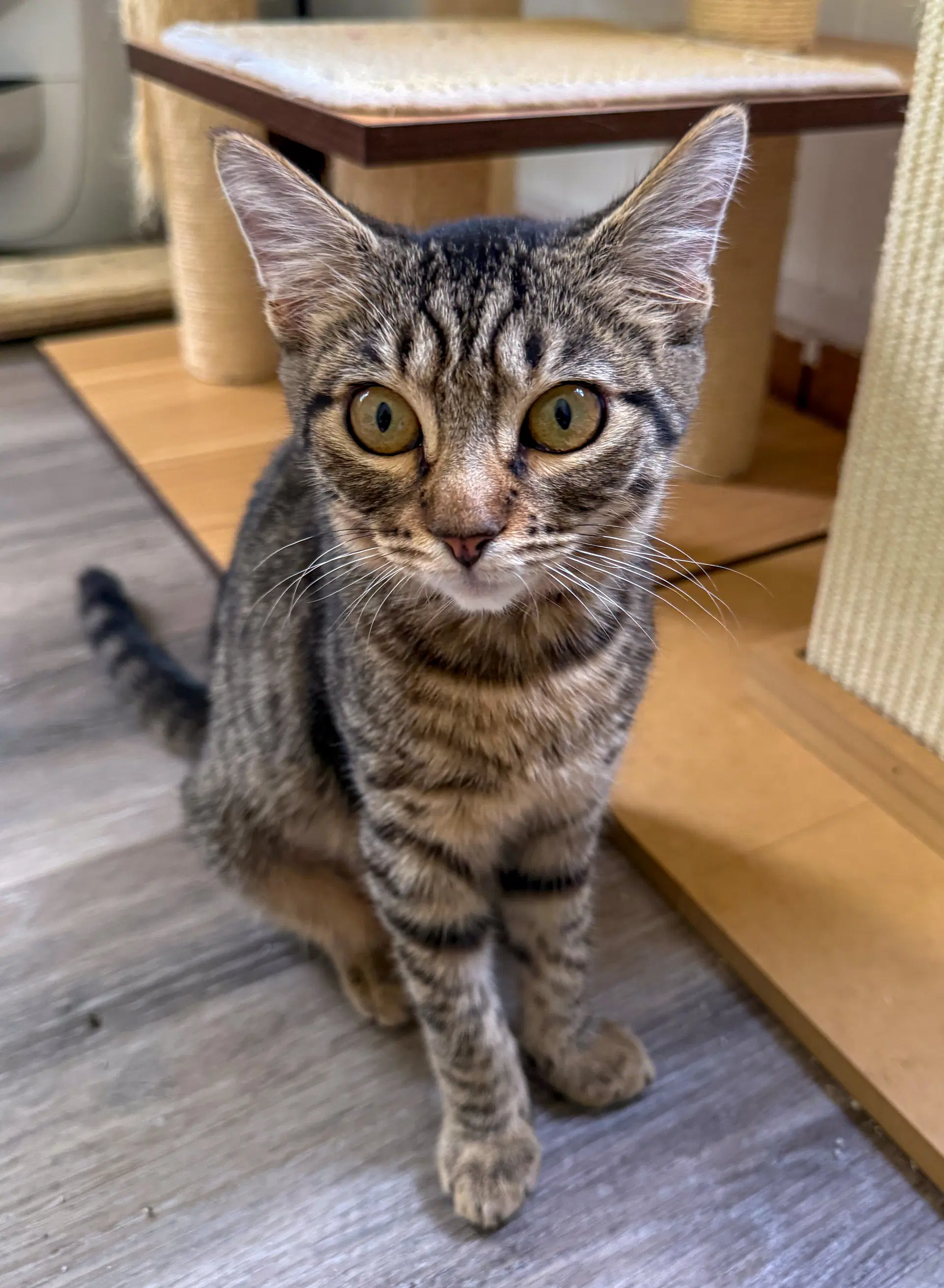 Charlotte - Domestic Short Hair