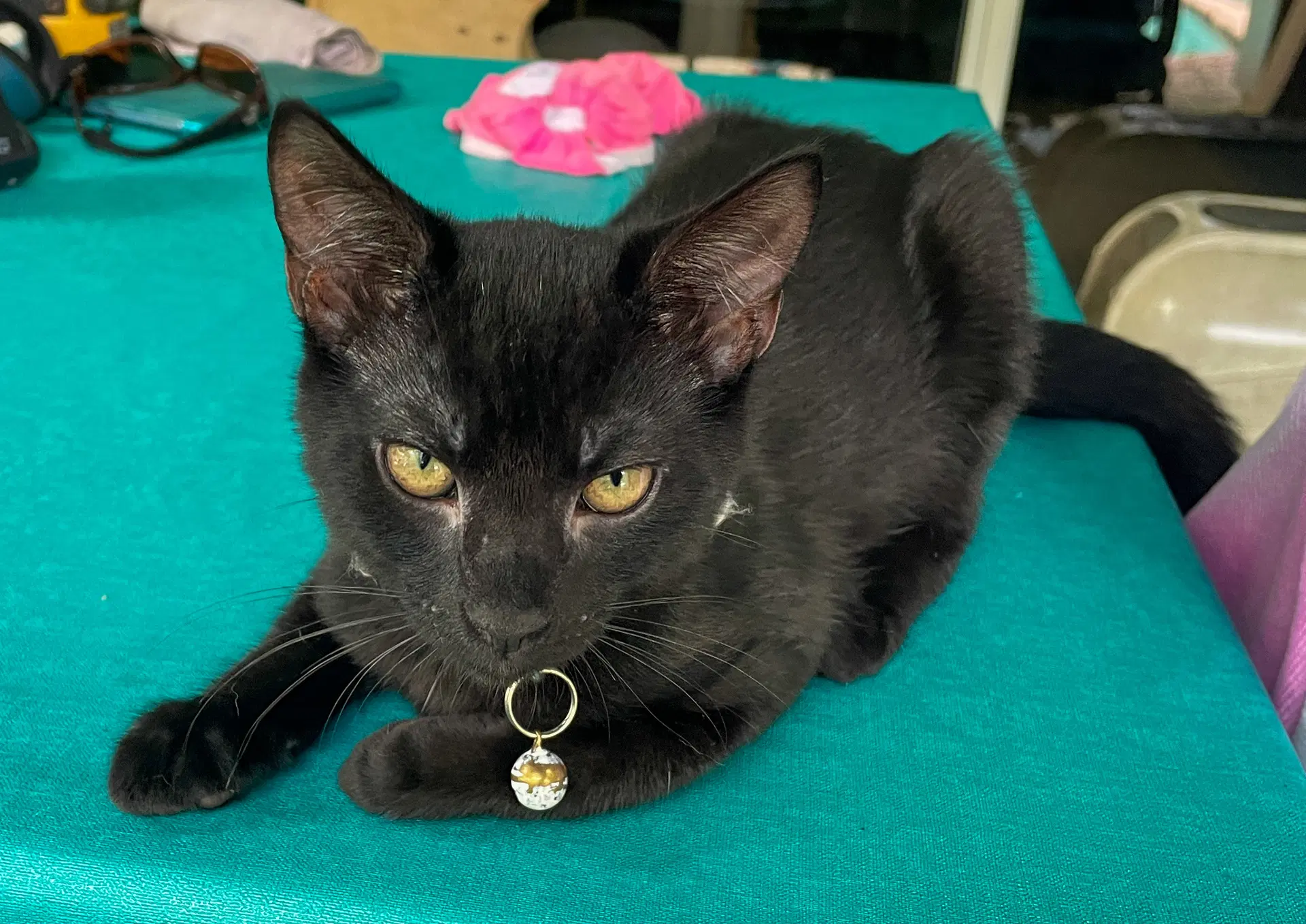 Dewey - Domestic Short Hair