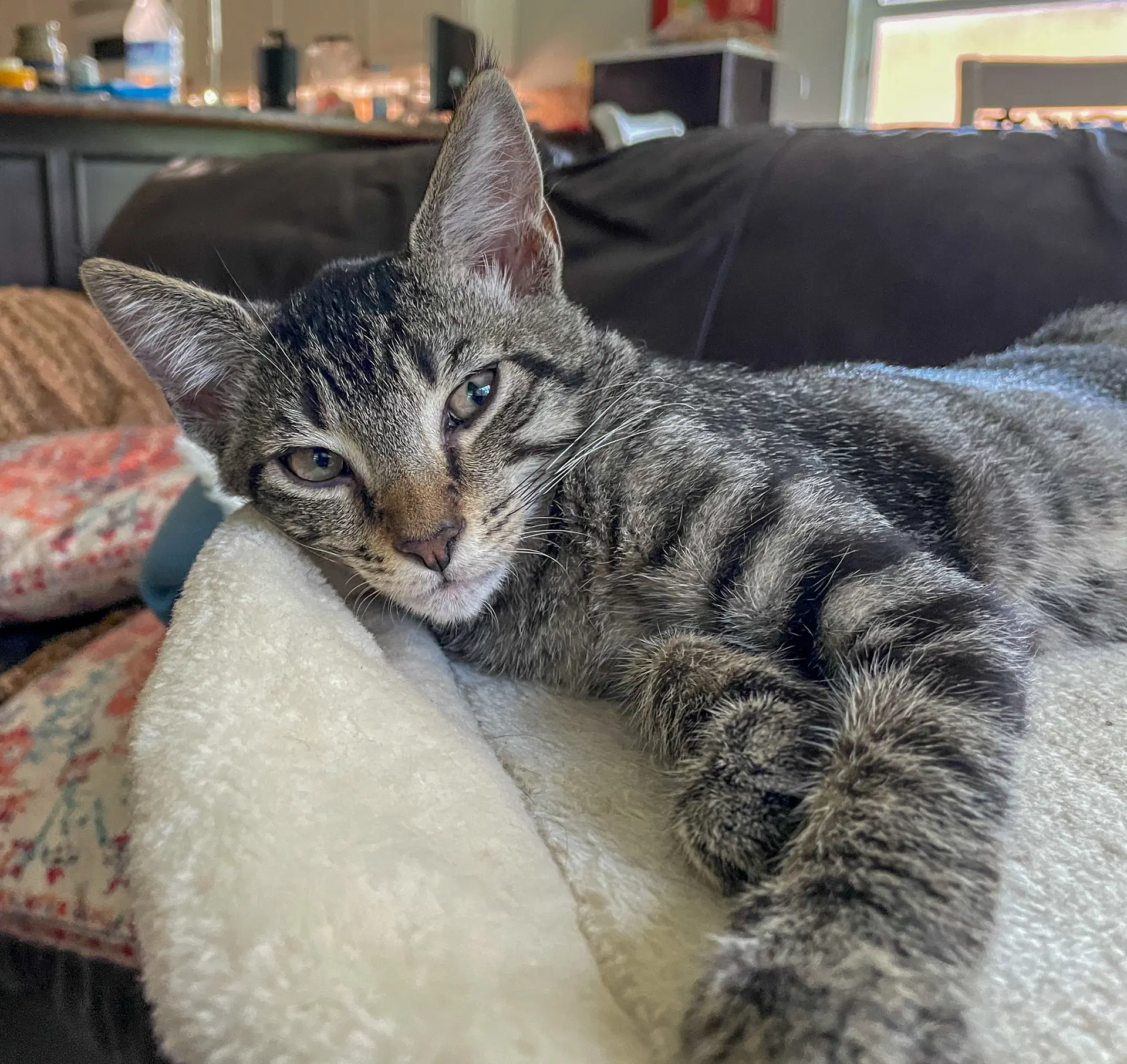 Louie - Domestic Short Hair