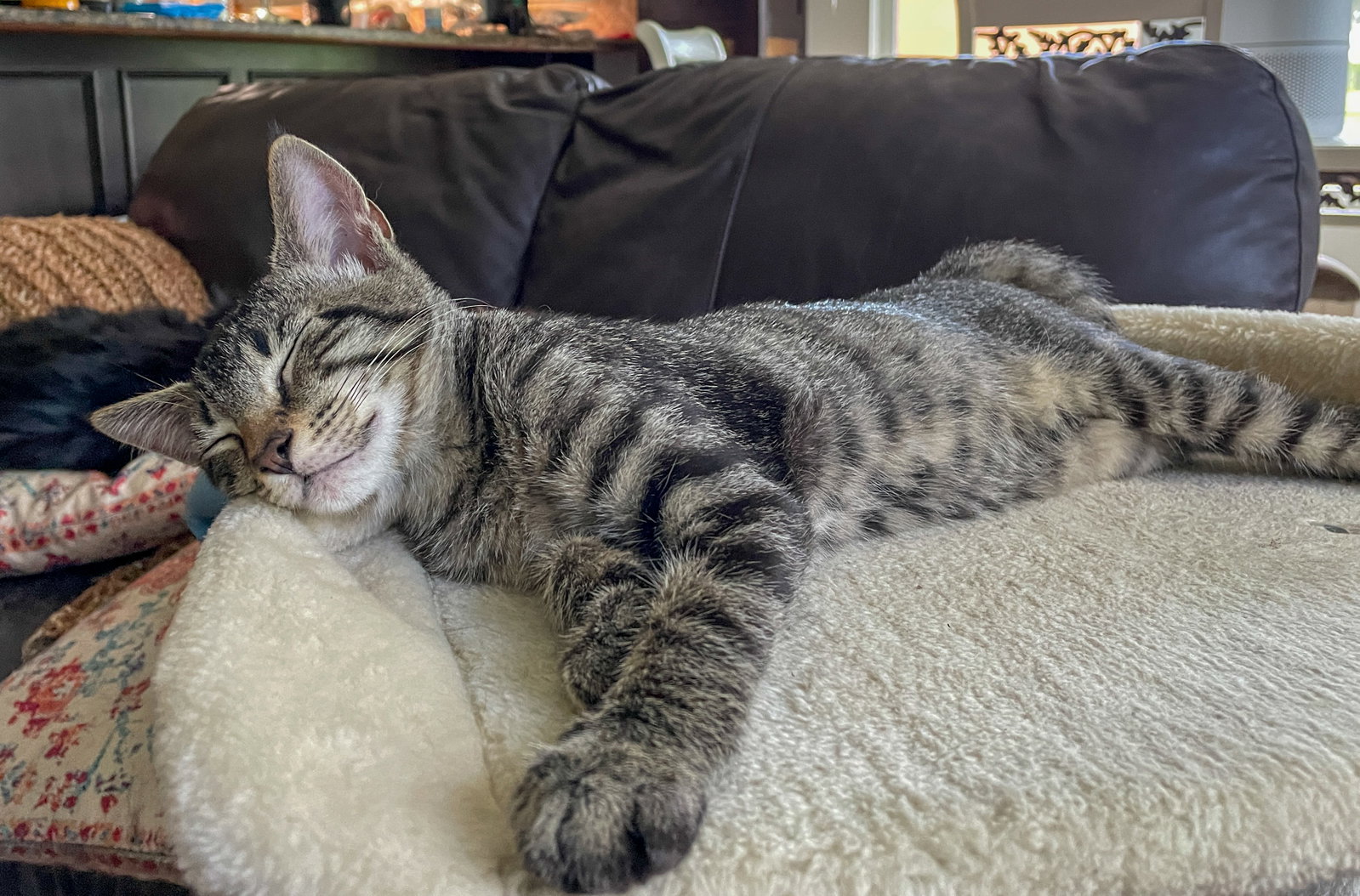 Louie, photo 2