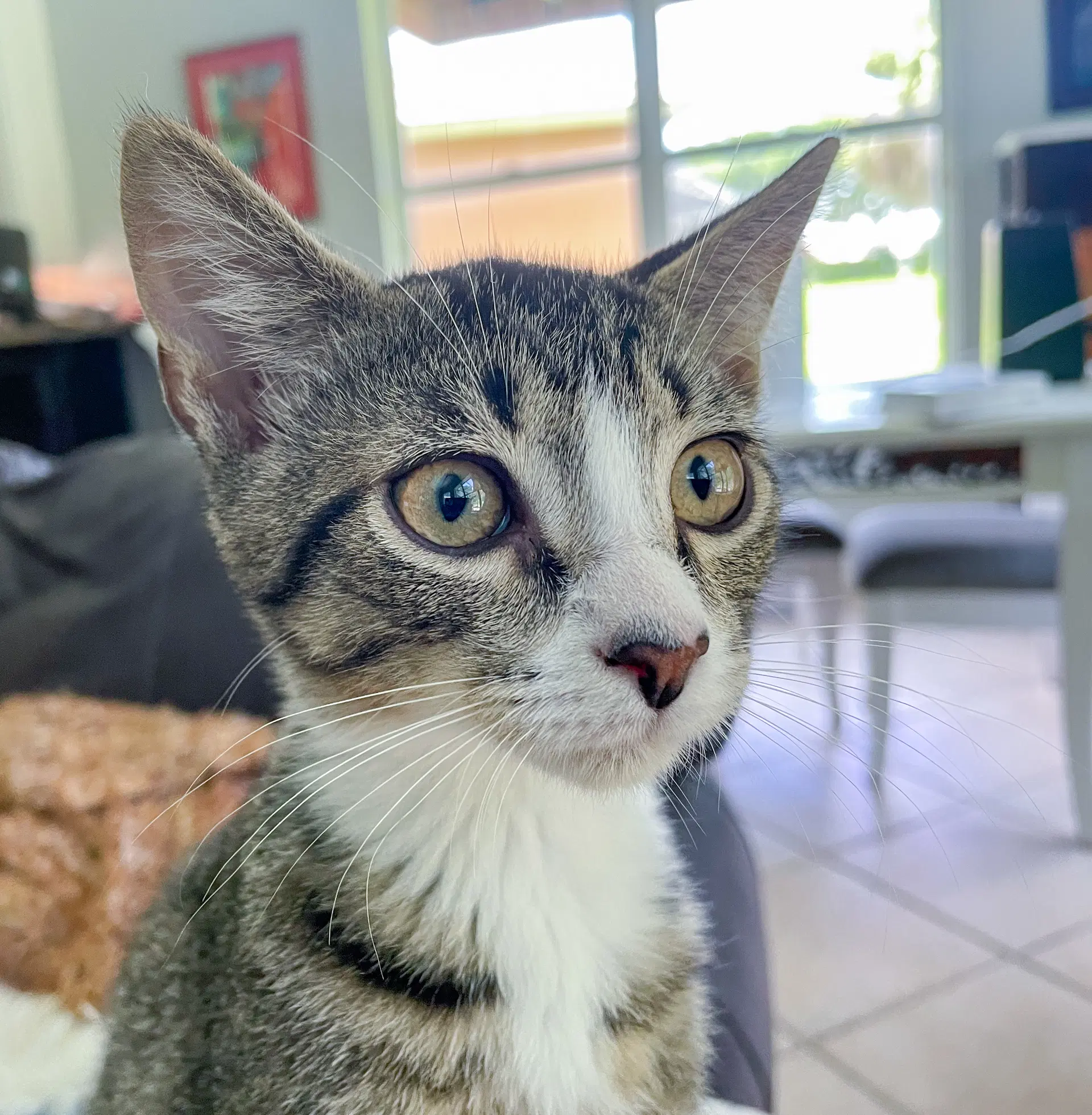 Huey - Domestic Short Hair
