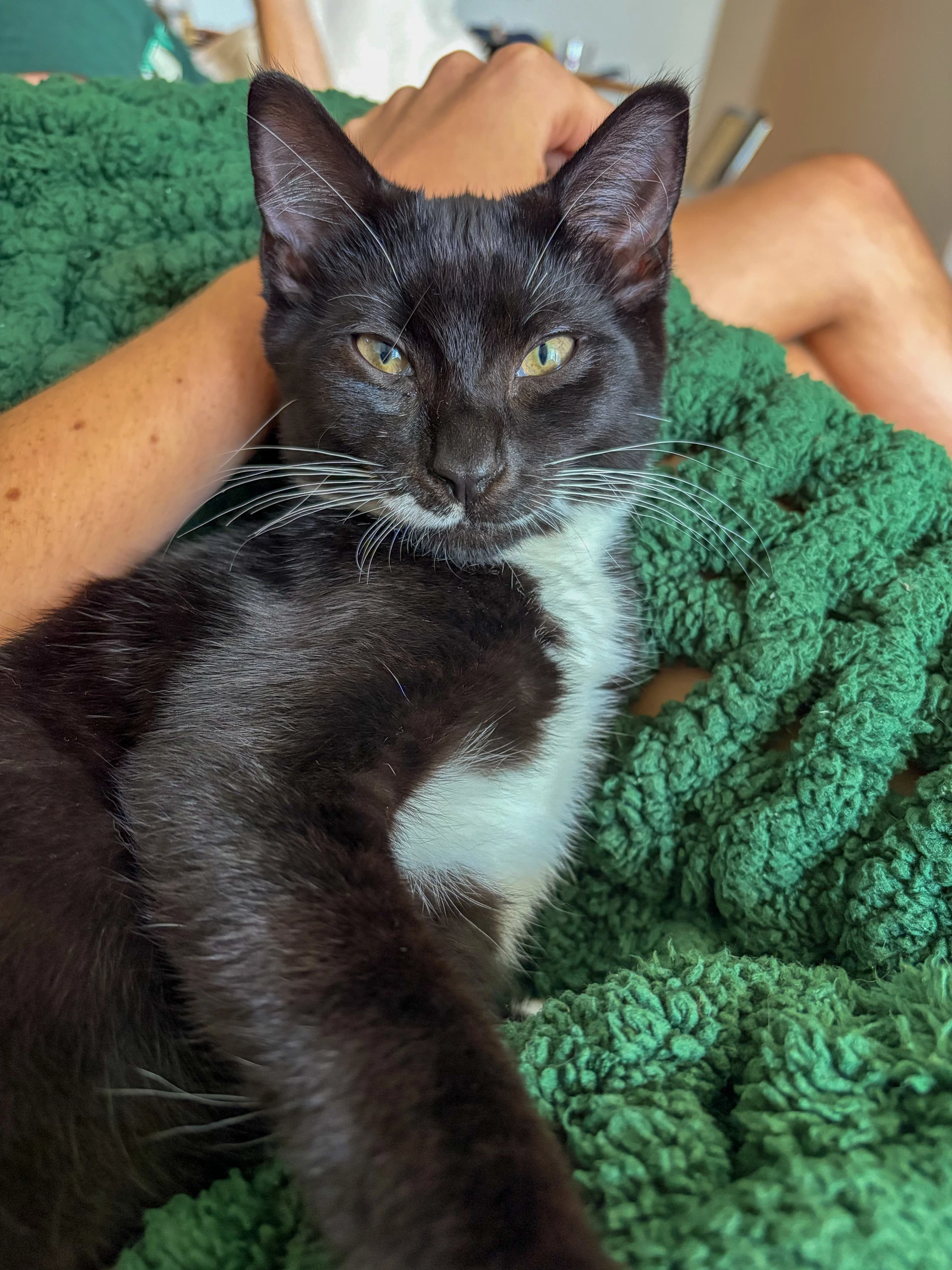 Sir Whiskers