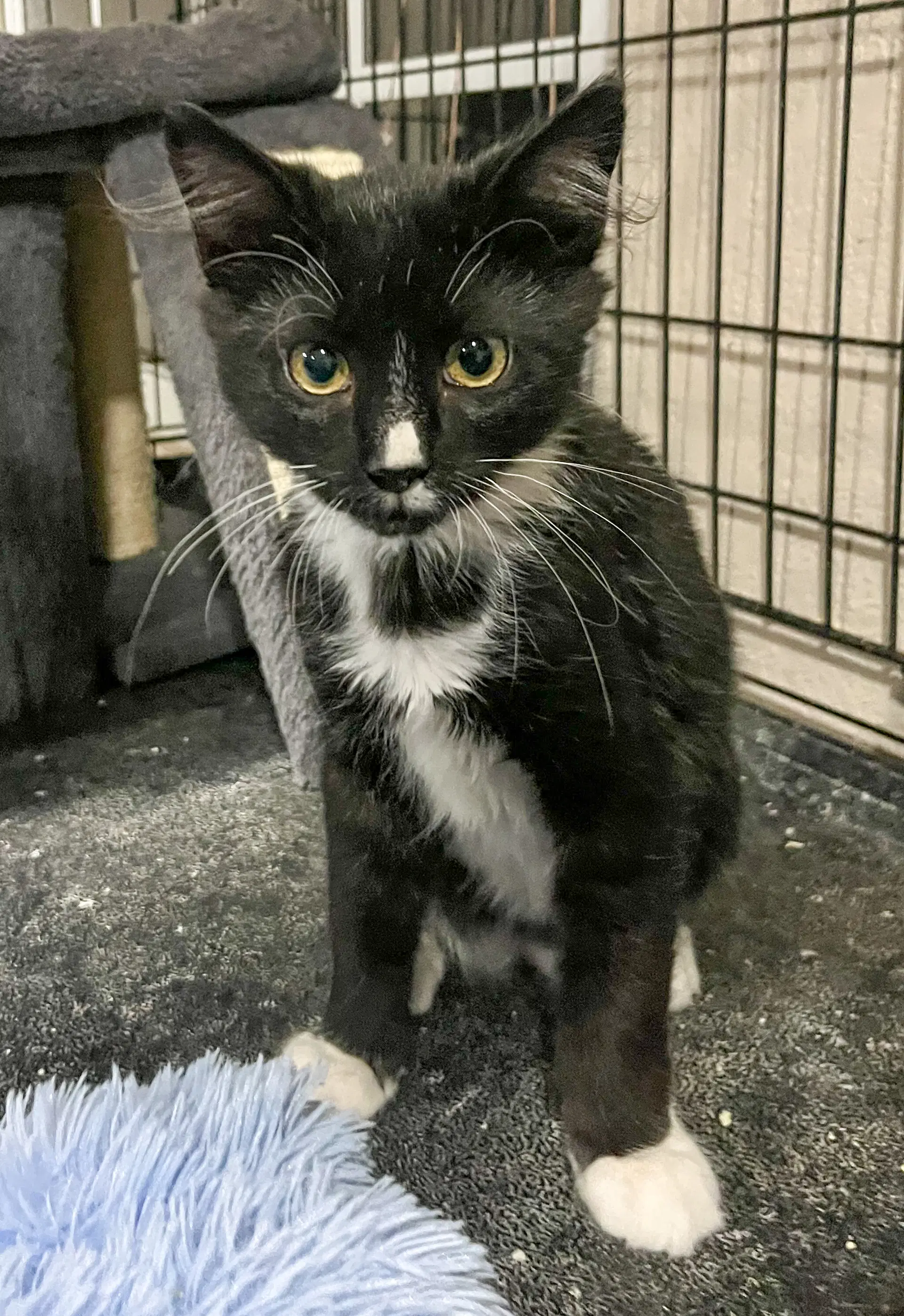 Shifu - Tuxedo