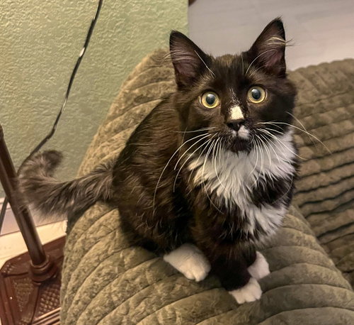 Shifu, a cat for adoption from Lady Luck Animal Rescue, Inc.