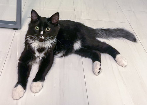 Photo 2 of Shifu