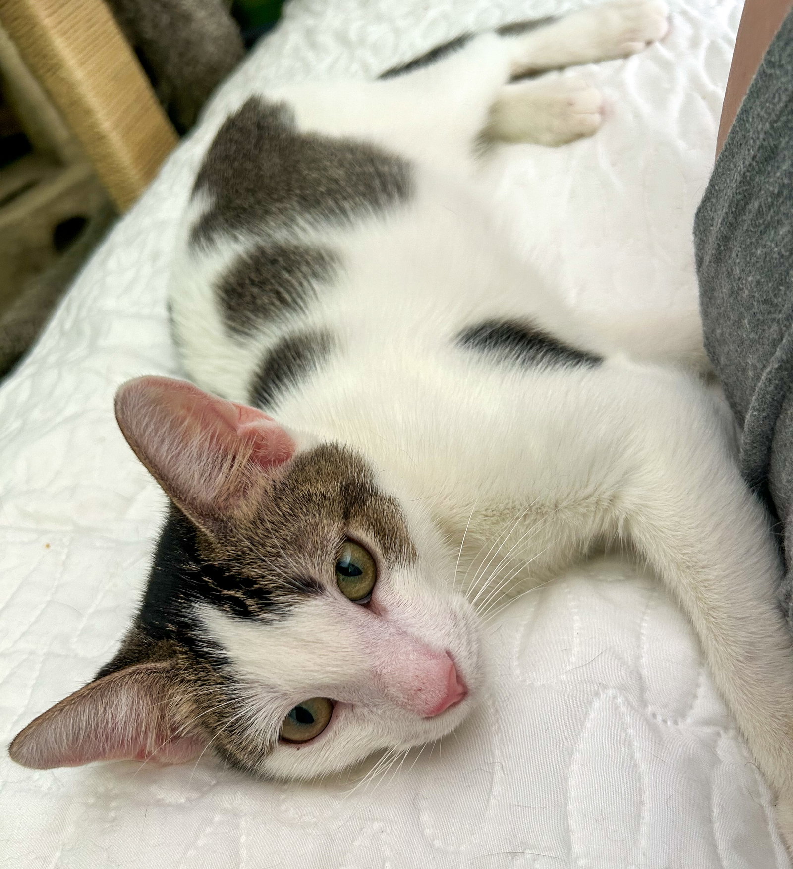 Loki - kitten, photo 2