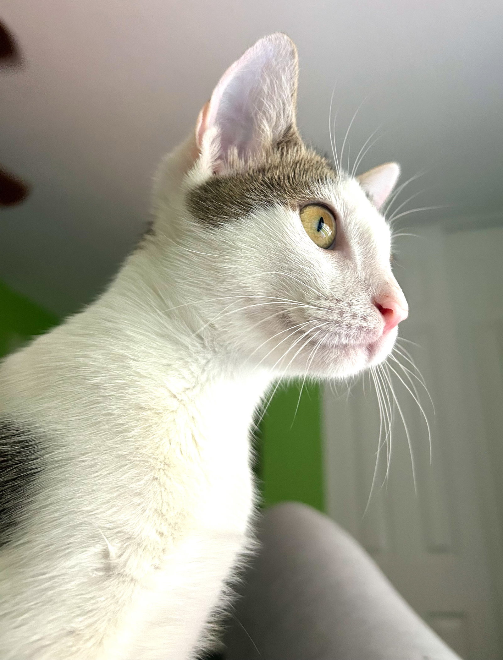 Loki - kitten, photo 3