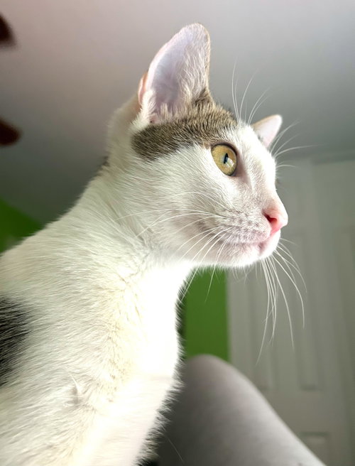 Photo 3 of Loki - kitten