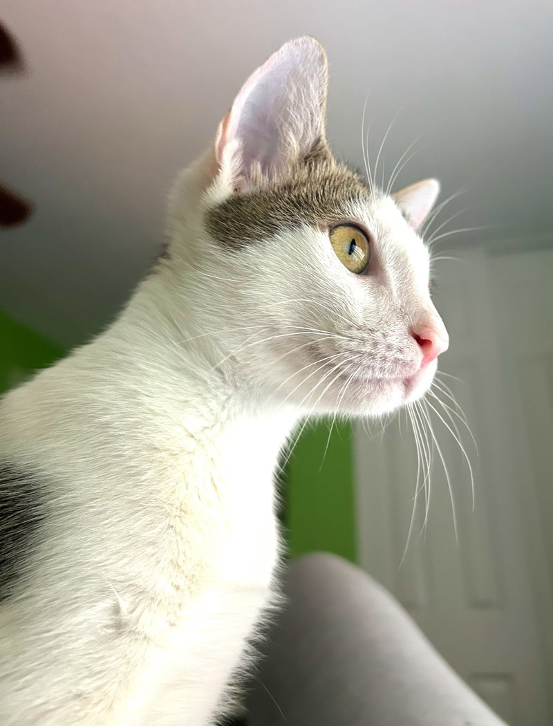 Loki, photo 3
