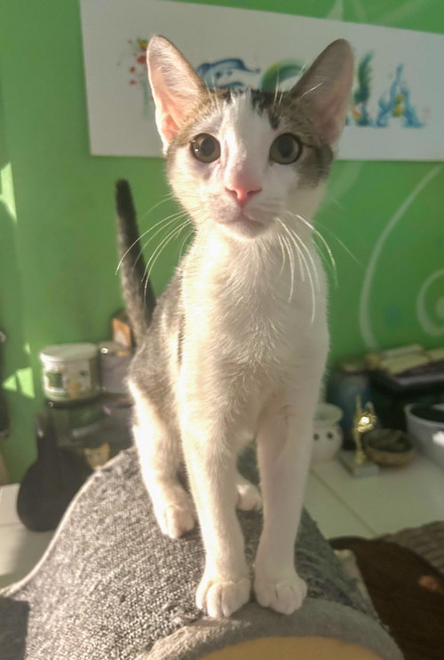 Photo 4 of Loki - kitten