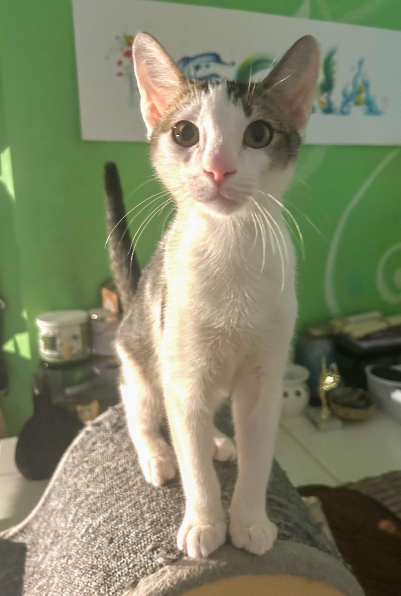 Loki, photo 4