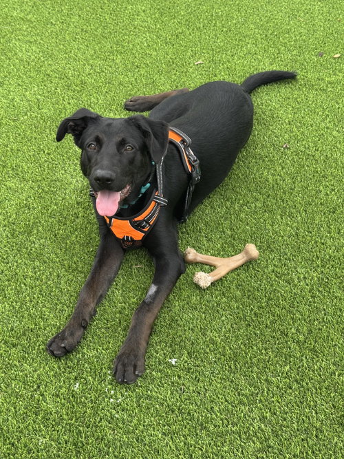 picture of the dog needing adoption