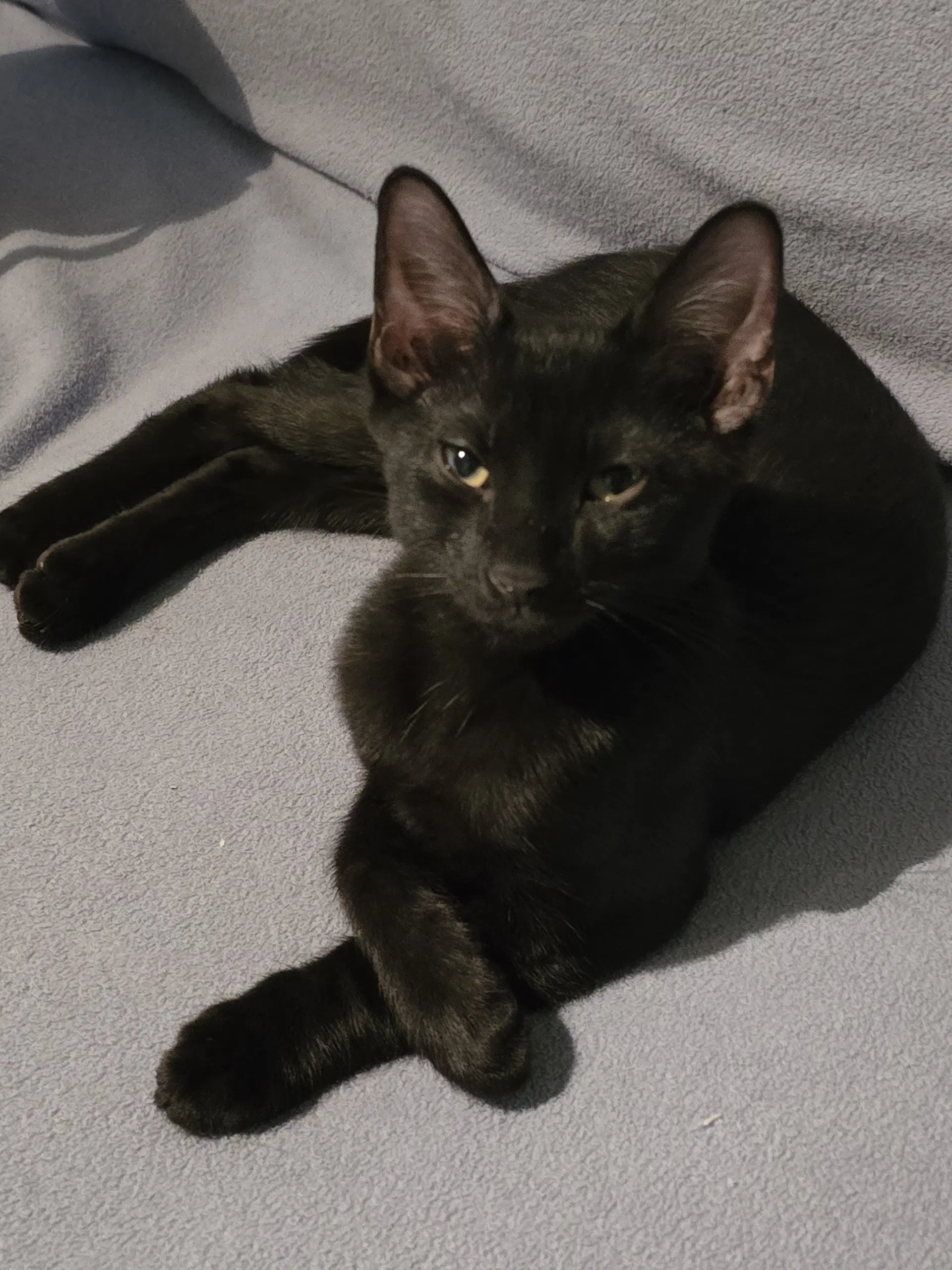 Toadstool - Domestic Short Hair