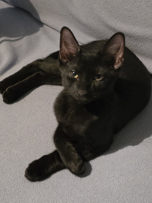 Toadstool, a cat for adoption from Lady Luck Animal Rescue, Inc.