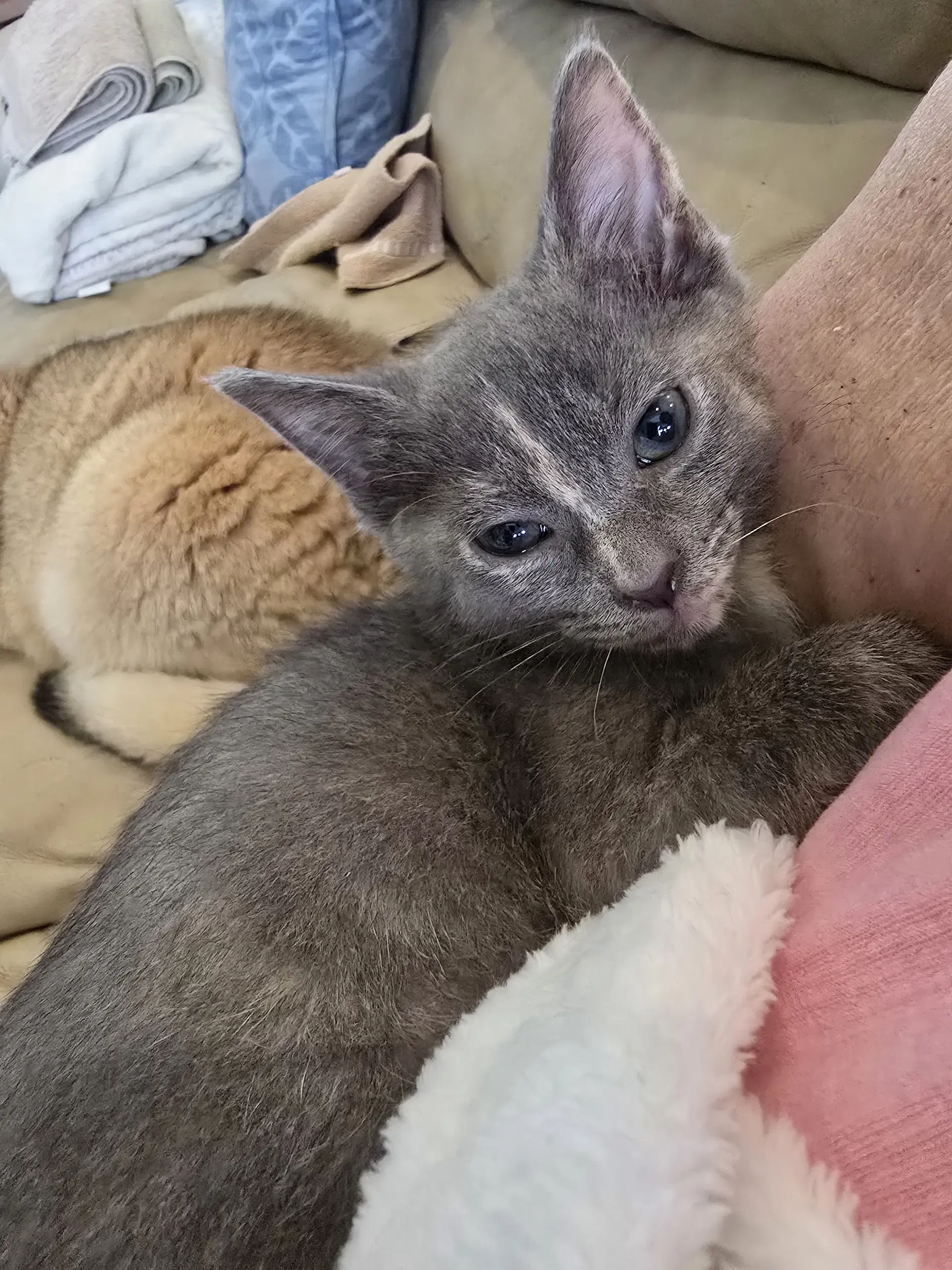 Mushroom - Domestic Short Hair