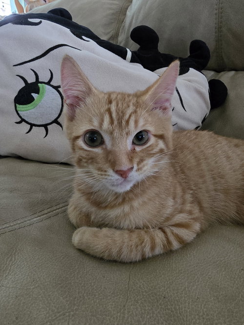Slice, a cat for adoption from Lady Luck Animal Rescue, Inc.