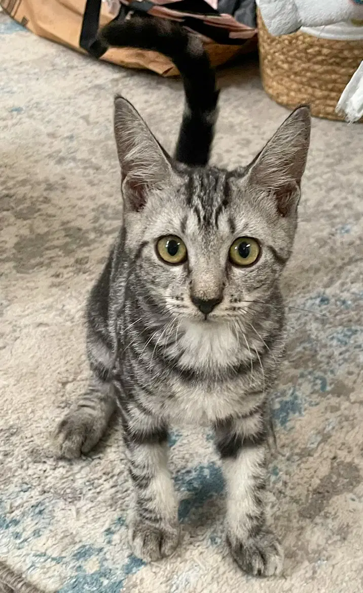 Rotini - Domestic Short Hair