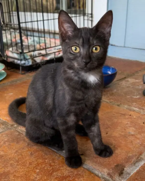 Orzo - Domestic Short Hair