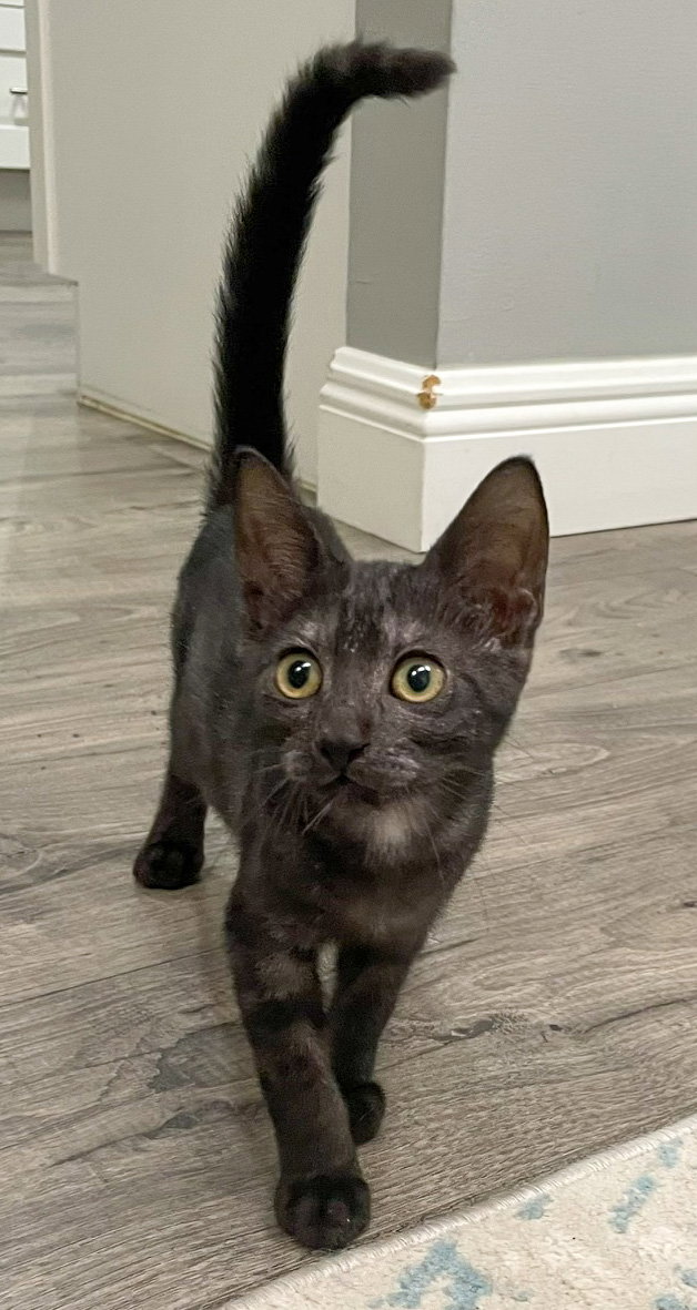 Orzo, photo 3