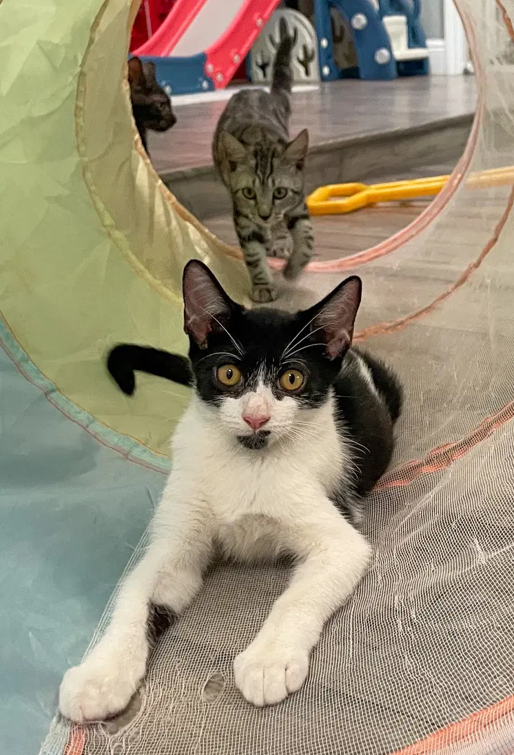 Ziti - Domestic Short Hair