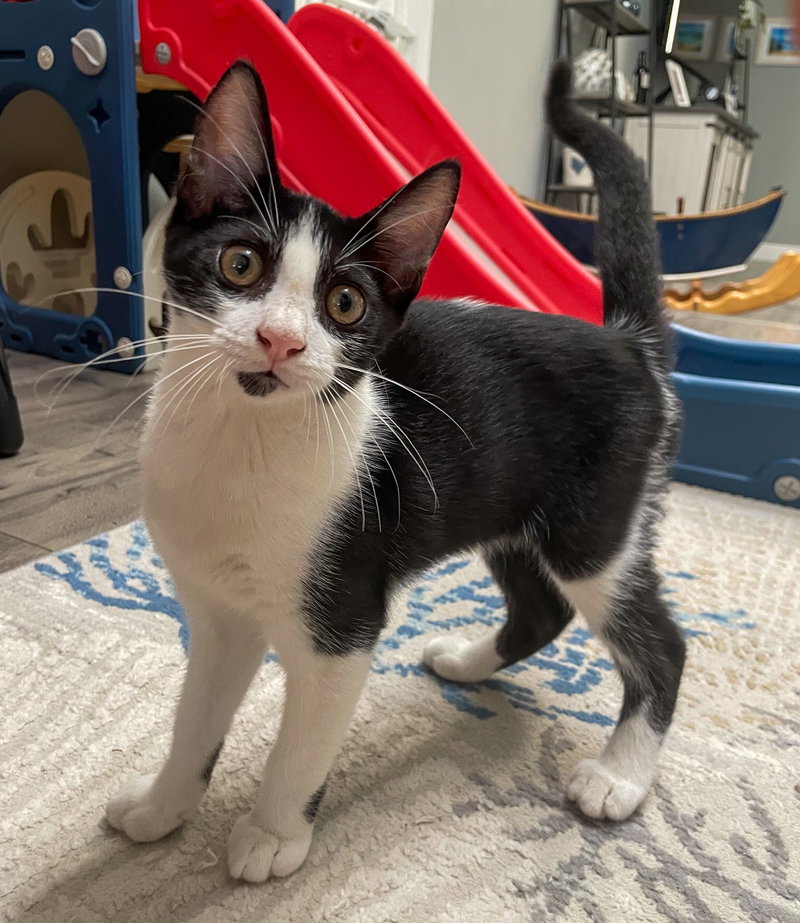 Cavatappi, a male kitten up for adoption