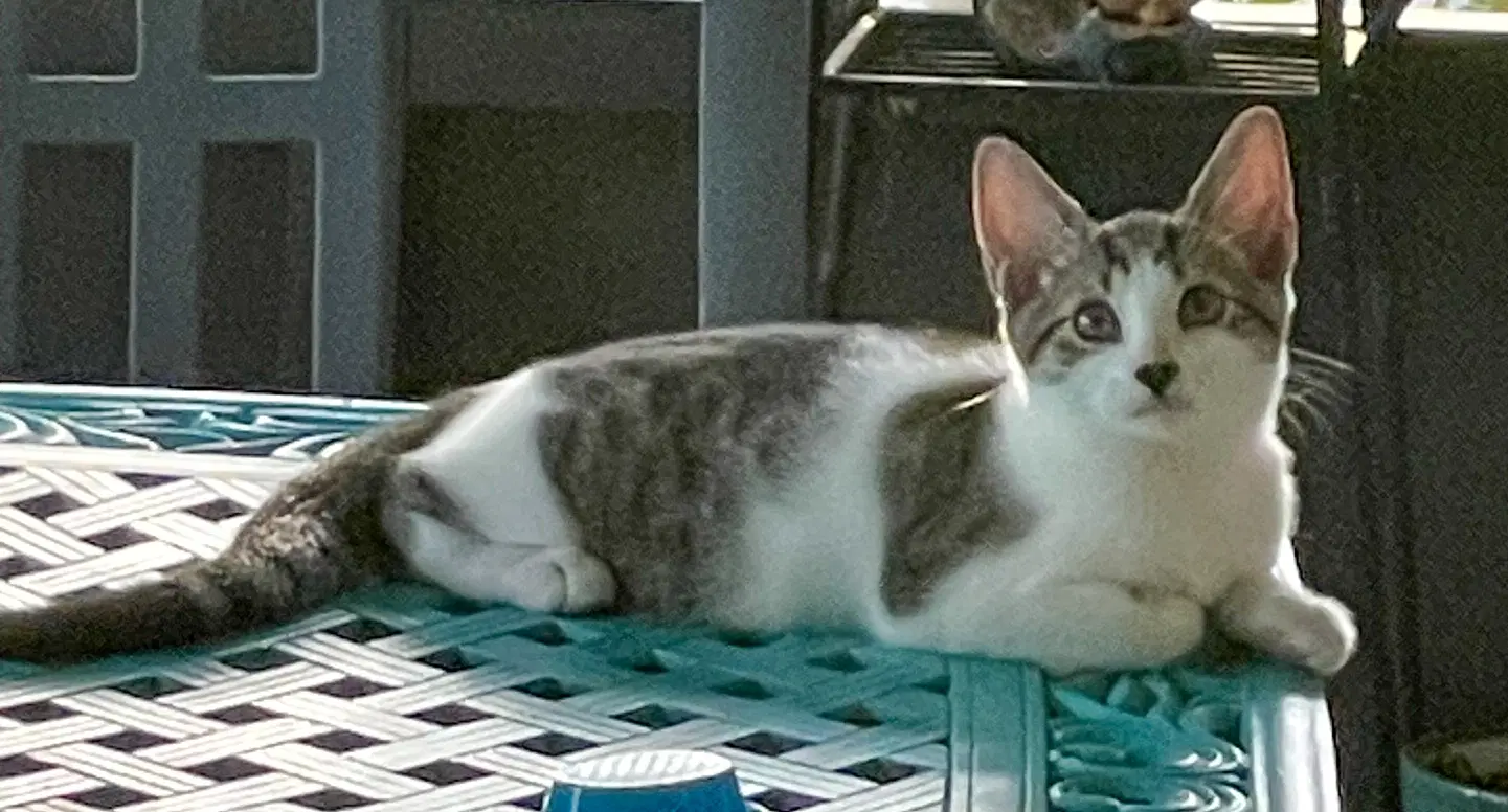 Ravioli - Domestic Short Hair