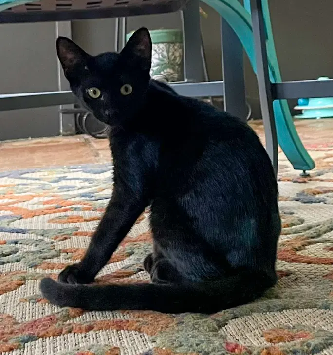 Gnocchi - Domestic Short Hair