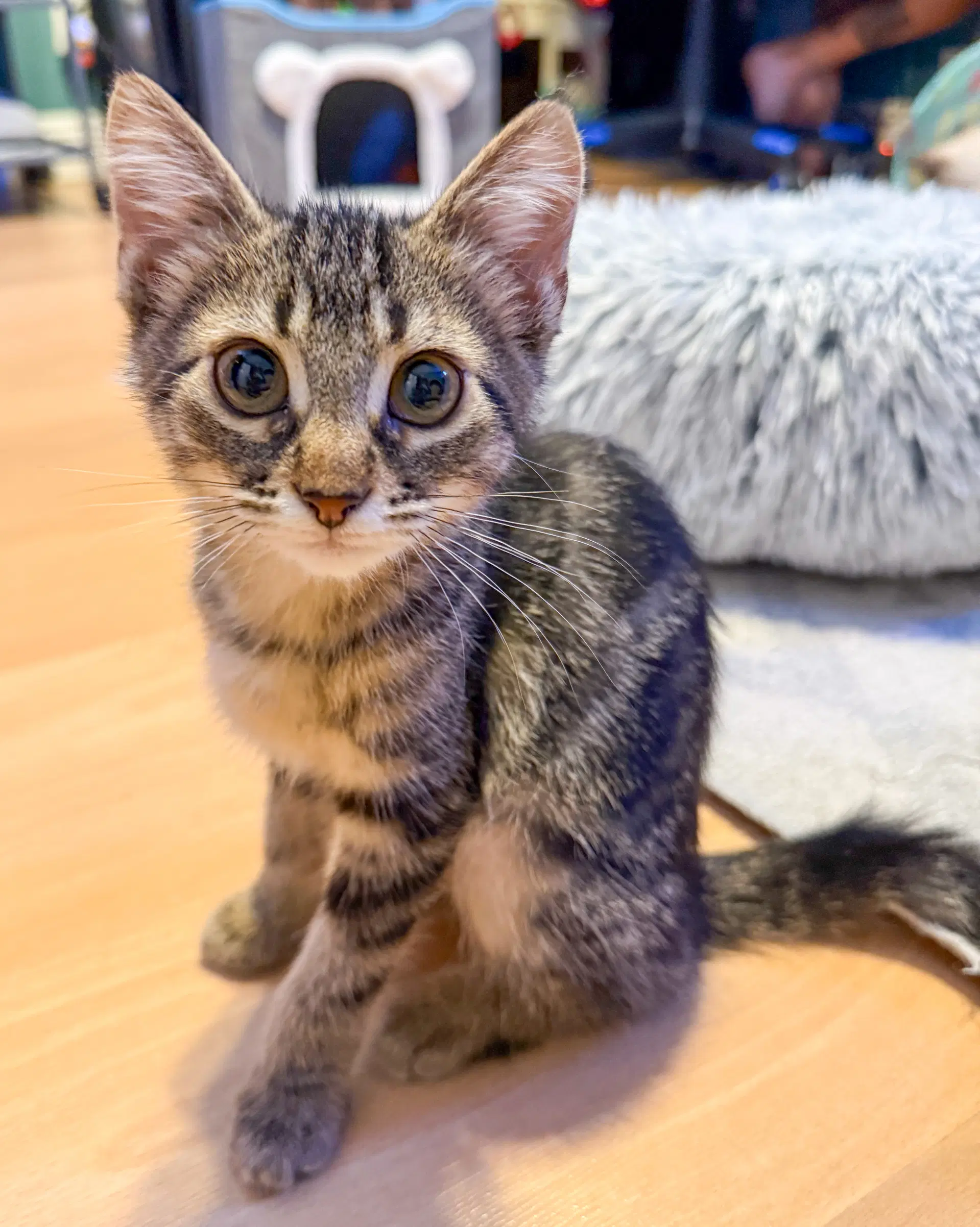 Kenzie - Domestic Short Hair