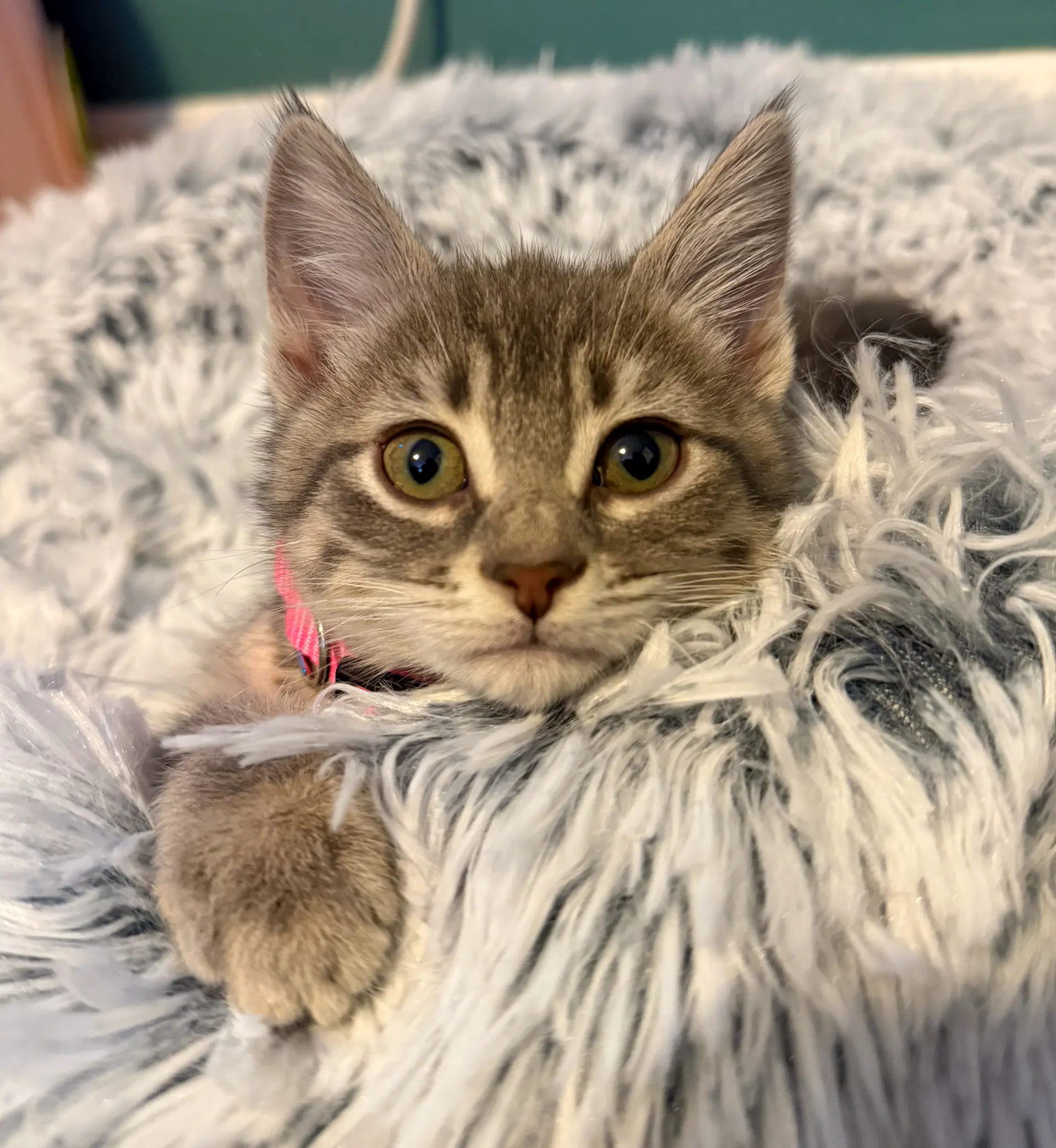 Melanie - Domestic Short Hair