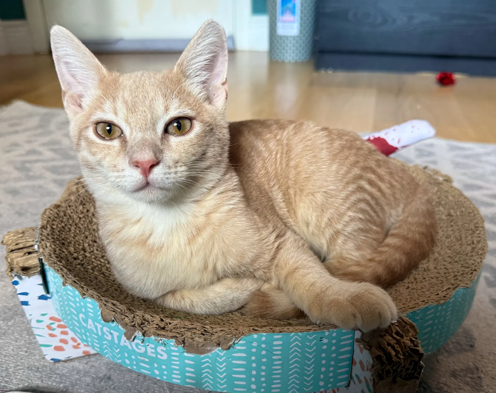 Dylan - Domestic Short Hair