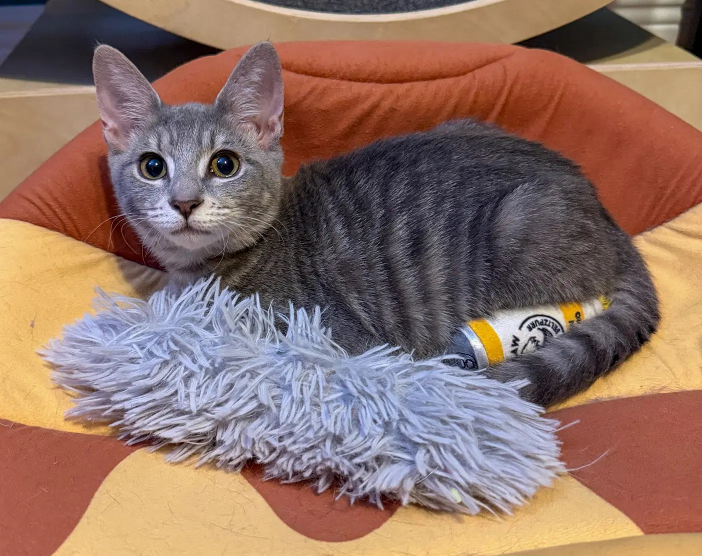 Caleb - Domestic Short Hair