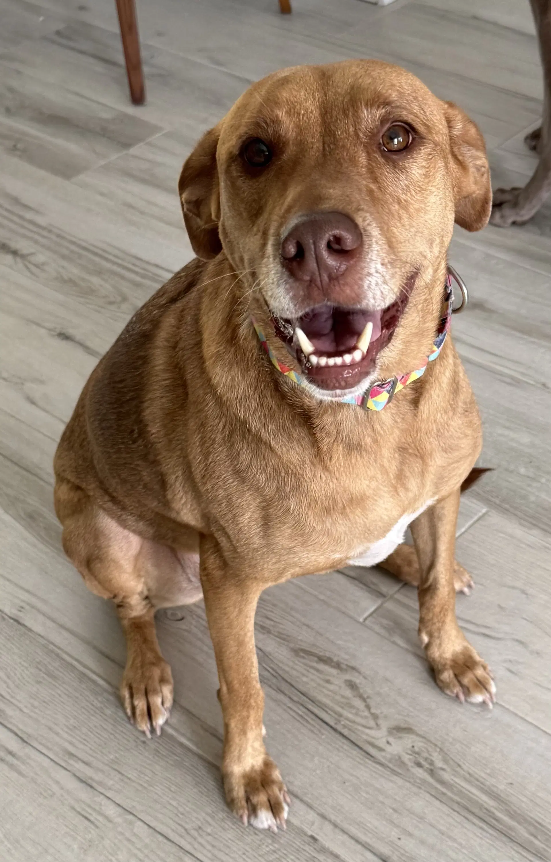 Anna - Vizsla