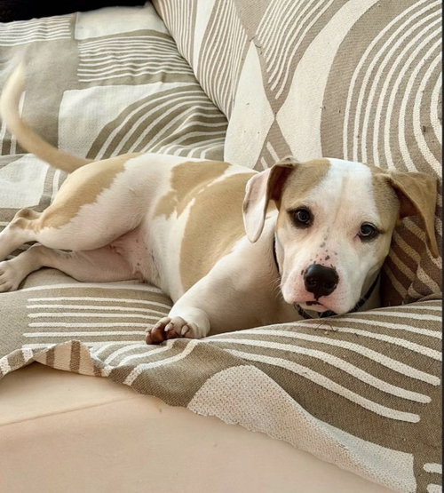 Annie, a dog for adoption from Lady Luck Animal Rescue, Inc.