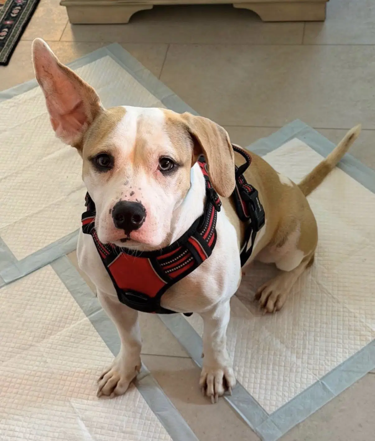 Annie image 3