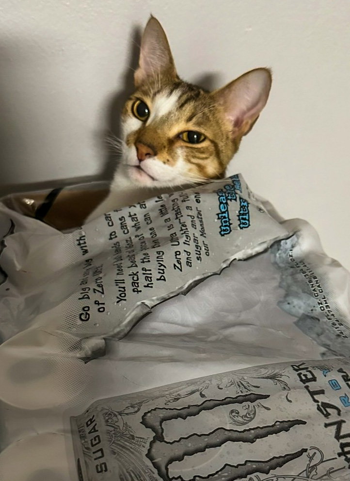 Loki, Domestic Short Hair