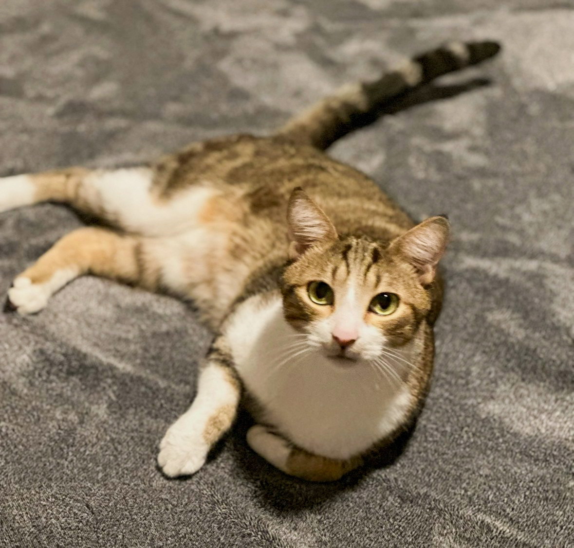 Thor, Domestic Short Hair