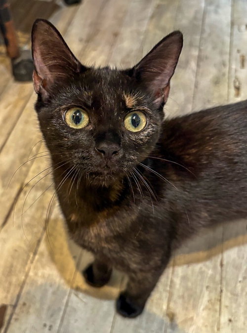 Turtle, a cat for adoption from Lady Luck Animal Rescue, Inc.
