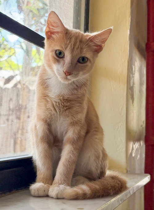 Dune, a cat for adoption from Lady Luck Animal Rescue, Inc.