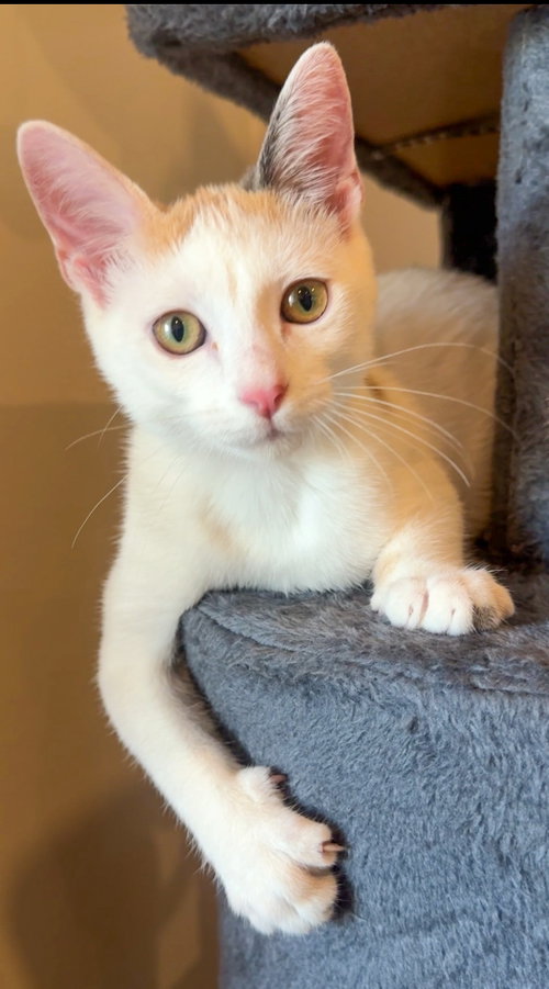 Madison, a cat for adoption from Lady Luck Animal Rescue, Inc.
