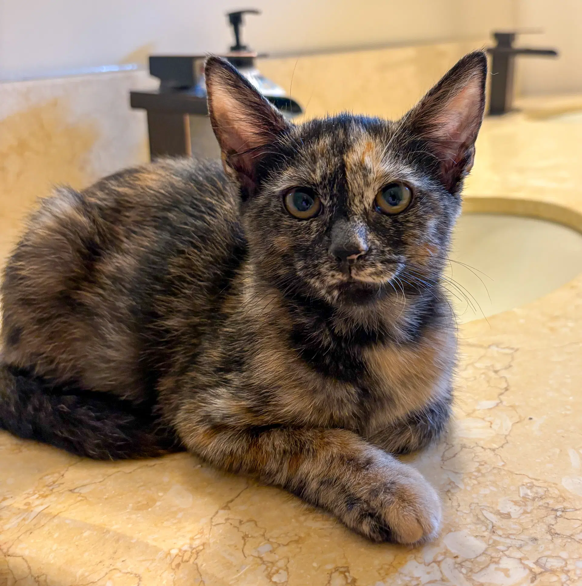 Juli - Tortoiseshell